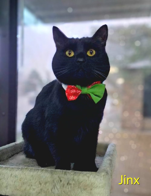 JINX - Domestic Short Hair available for adoption
