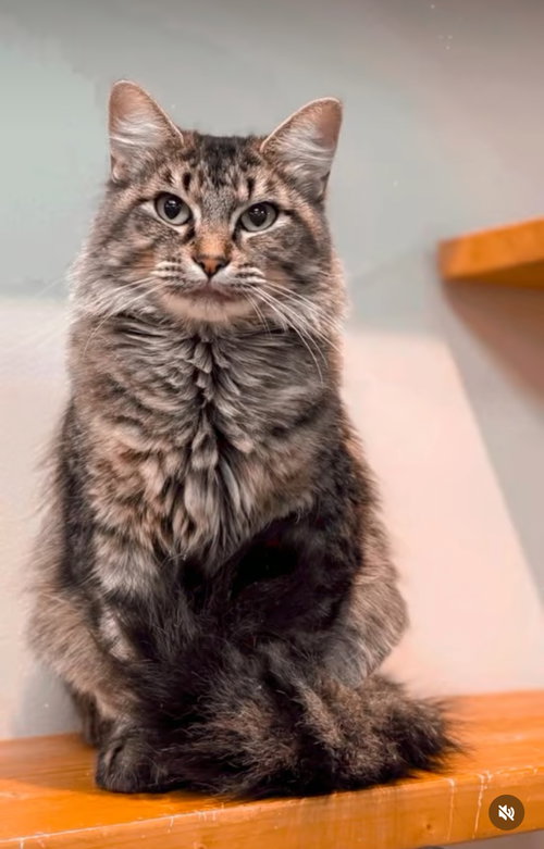 picture of the cat needing adoption