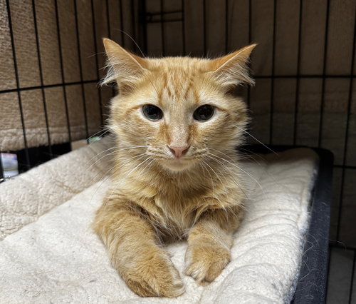 picture of the cat needing adoption