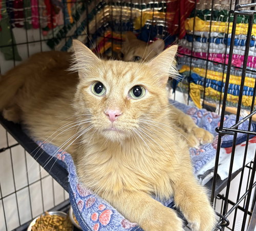 picture of the cat needing adoption