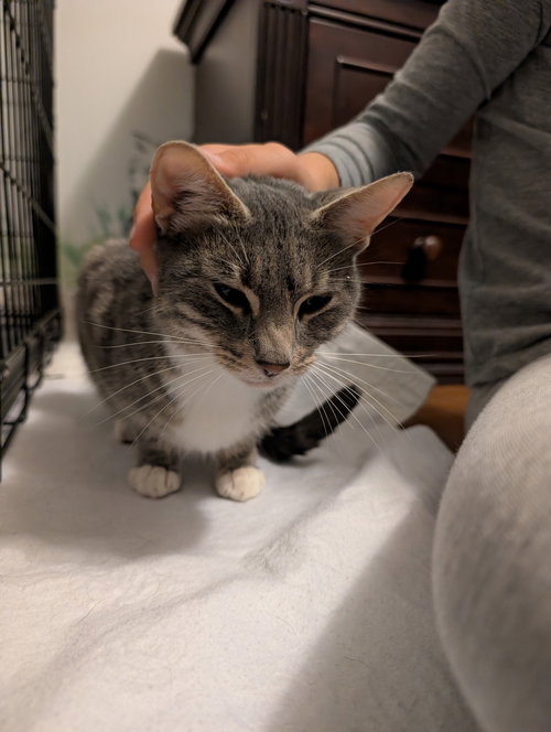 LOLA - Domestic Short Hair available for adoption