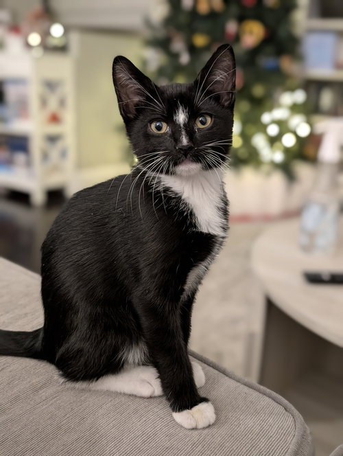 picture of the cat needing adoption