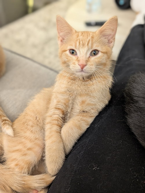picture of the cat needing adoption
