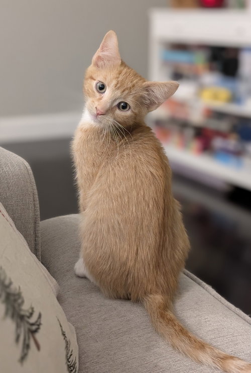 picture of the cat needing adoption