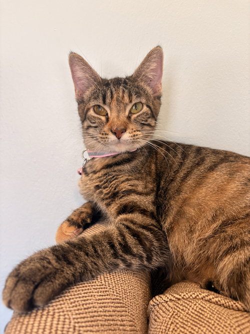 picture of the cat needing adoption