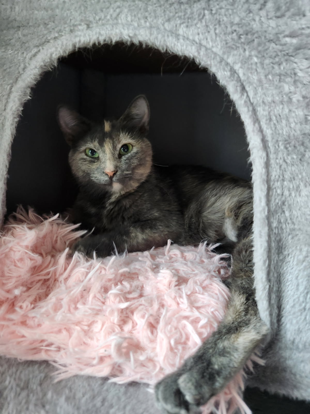 Meredith Image