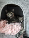 Meredith - Photo 1