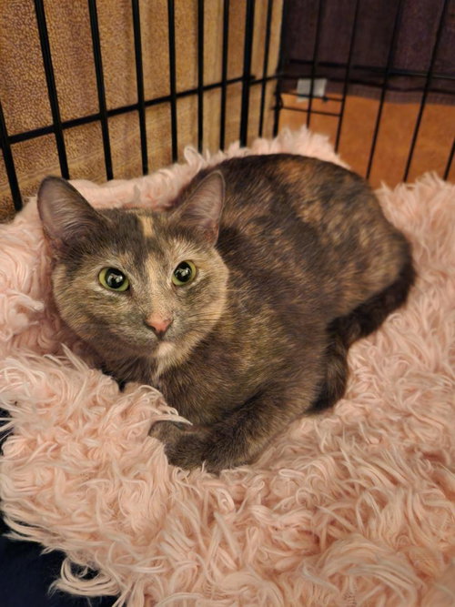 MEREDITH - Domestic Short Hair available for adoption