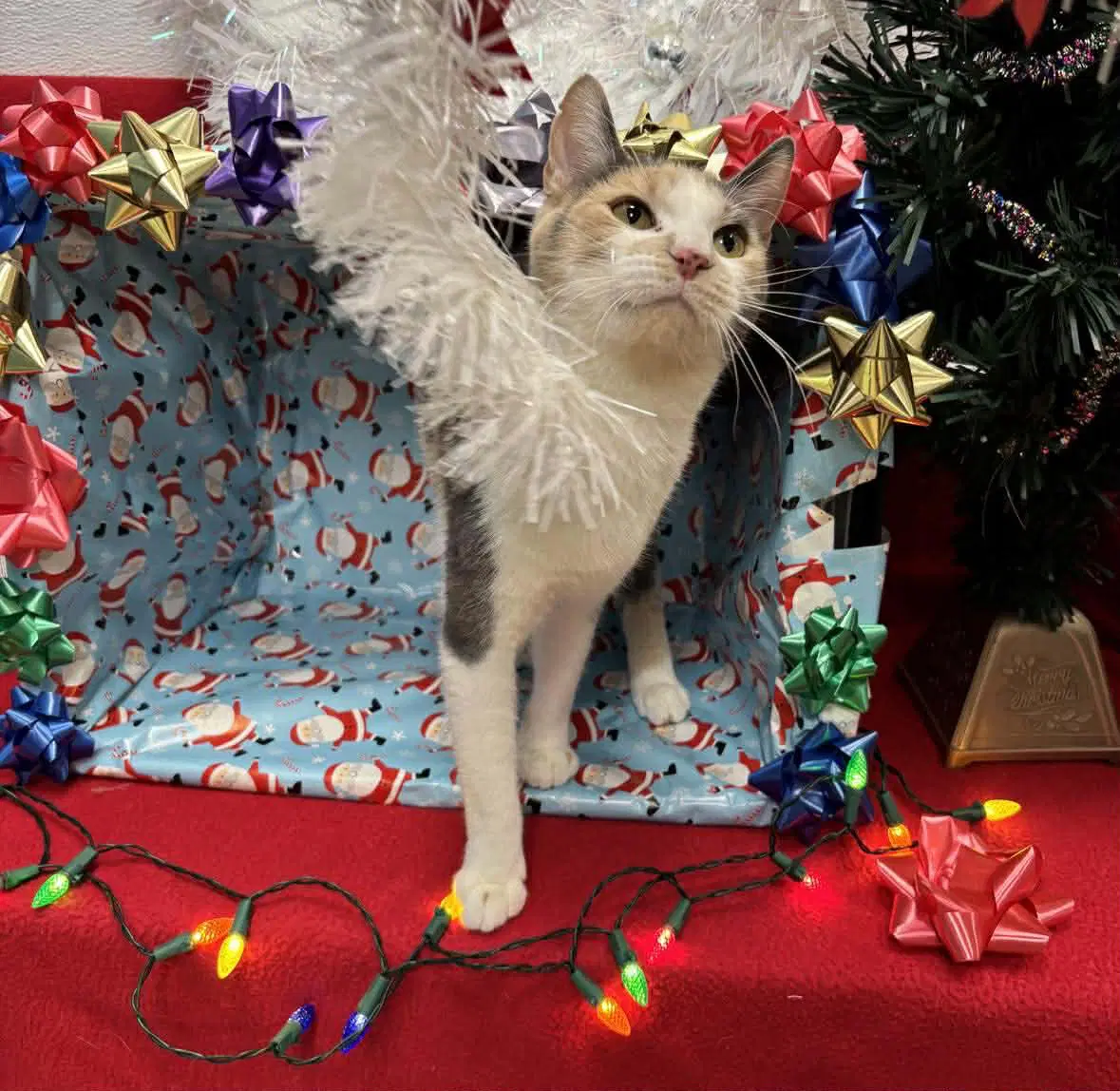 Elaine - Domestic Short Hair