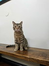 Jax - Photo 2
