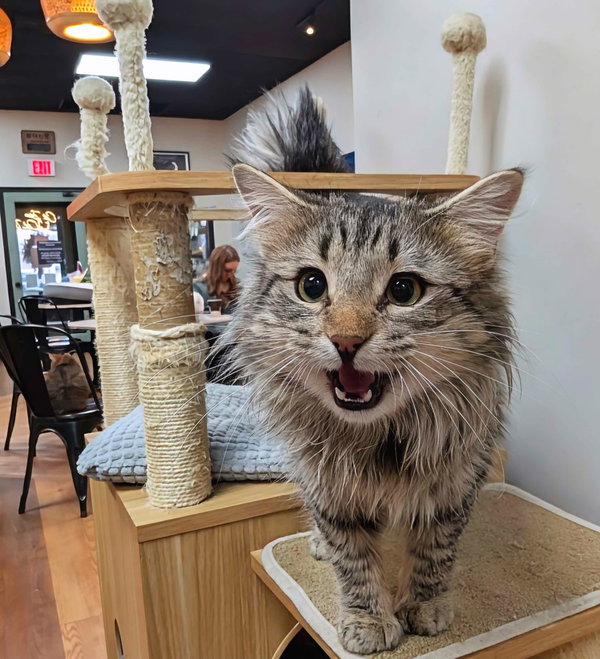 Sammy