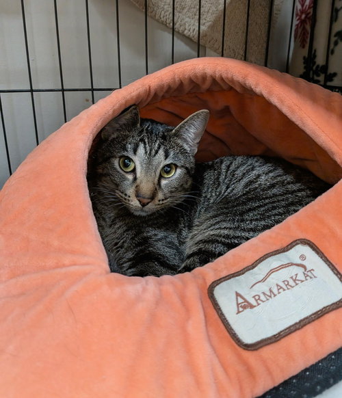 POTATO - Domestic Short Hair available for adoption