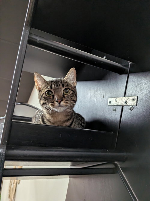 POPPY - Domestic Short Hair available for adoption