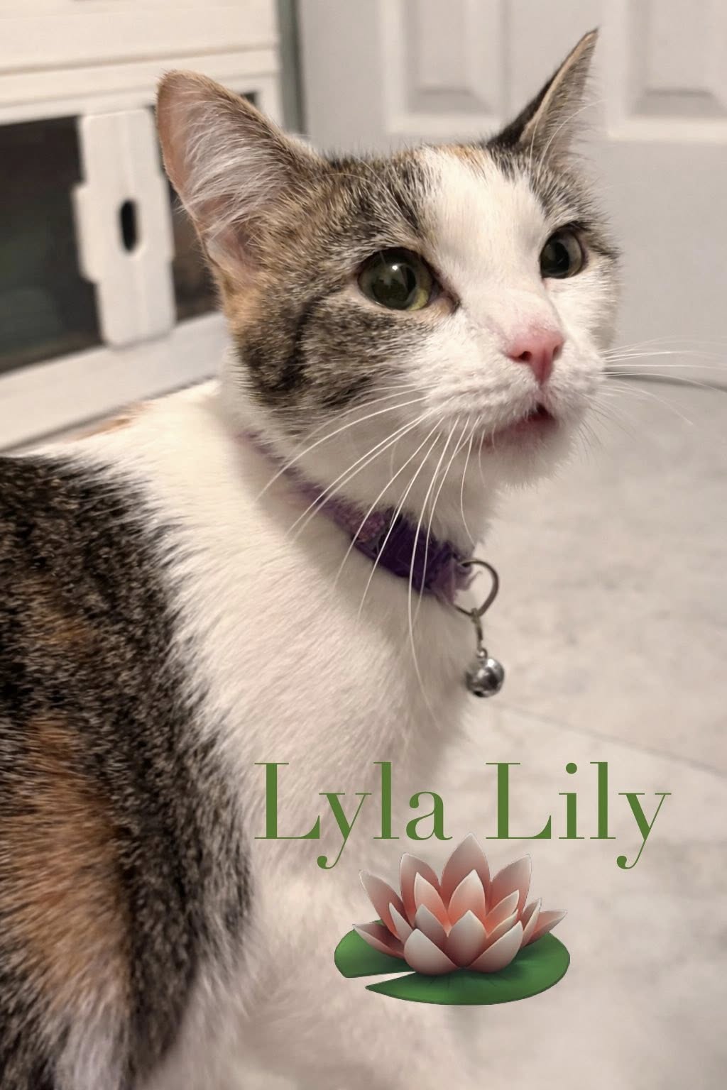 Lyla Lily
