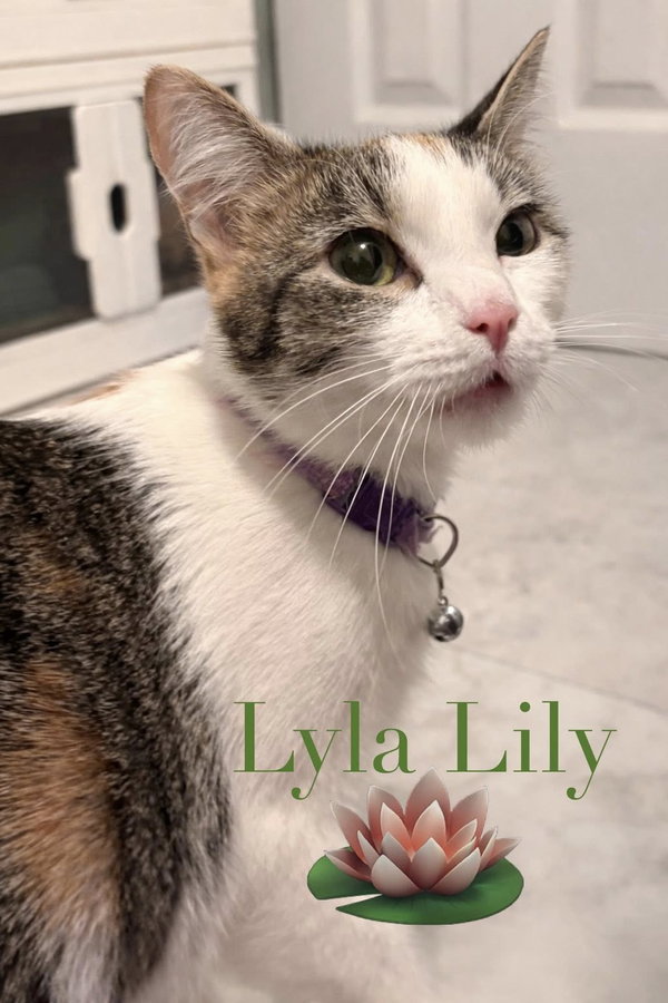 Lyla Lily