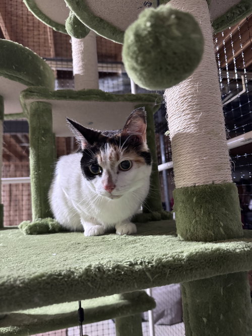 Lily, Adult Domestic Short Hair (short coat), cat for adoption in St. Peters, Missouri