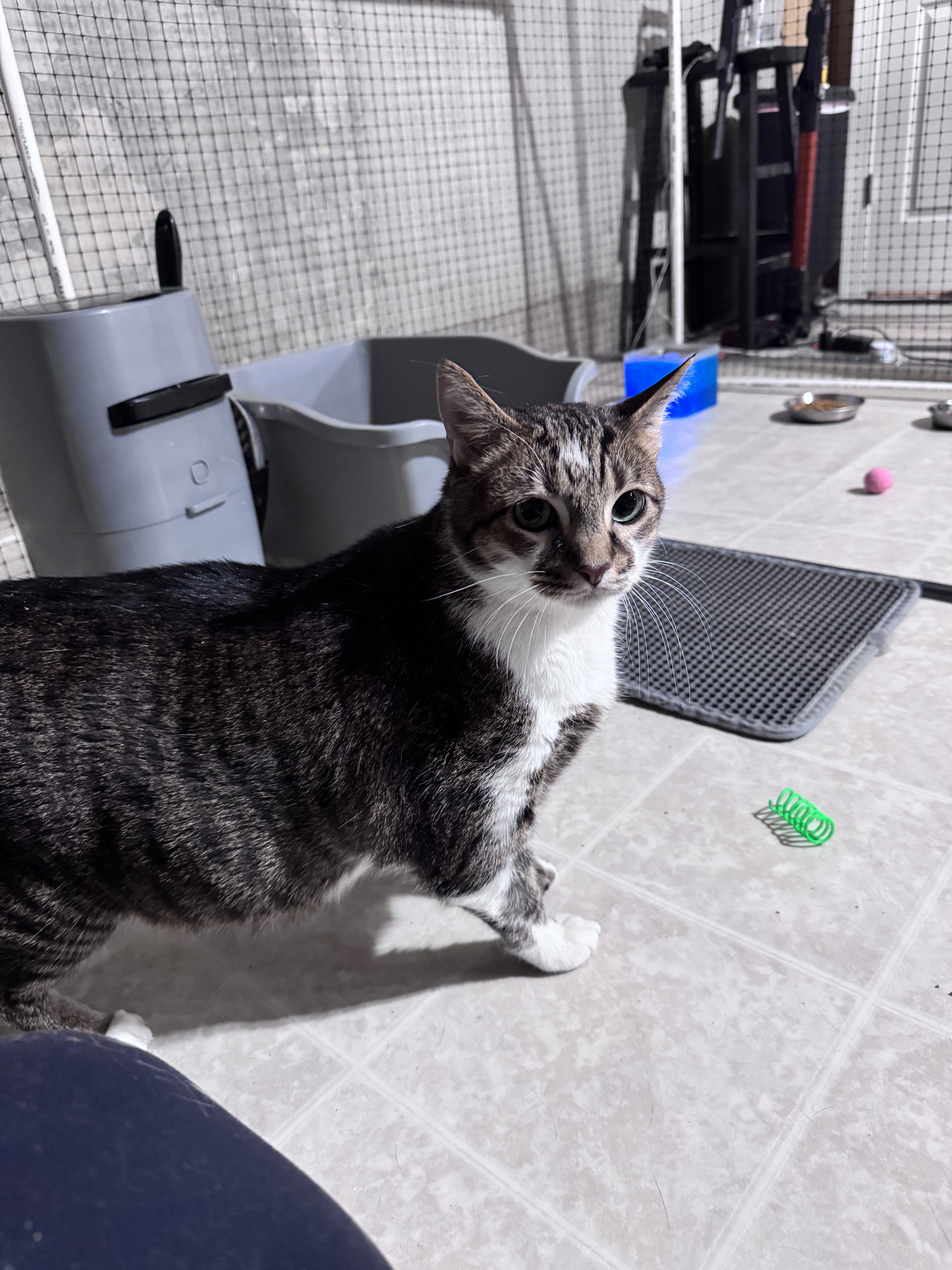 Buddy Boy Image