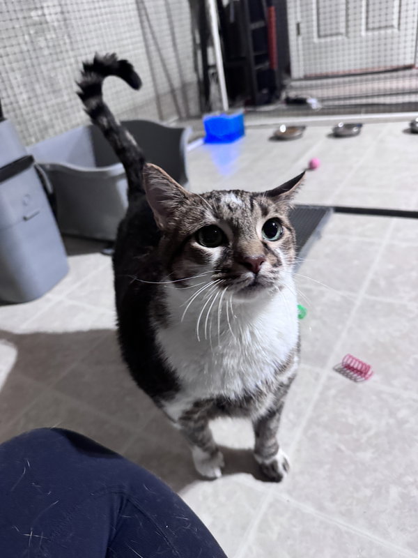 Apollo (Buddy Boy)