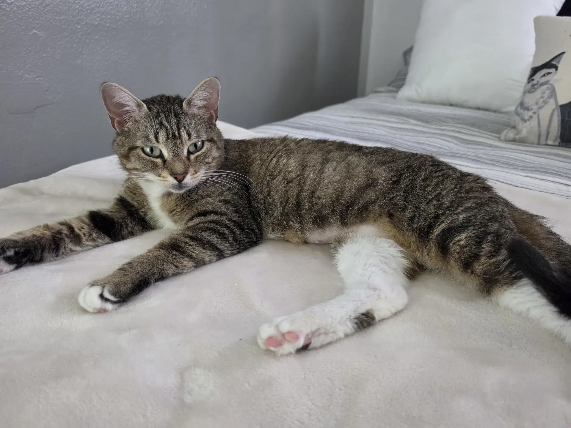 Frannie - Domestic Short Hair