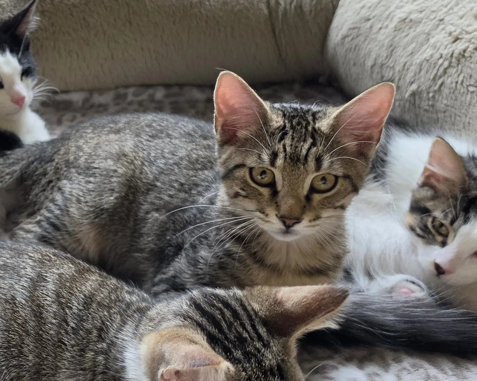 Olive - Domestic Short Hair