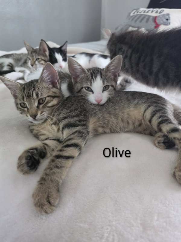 Olive