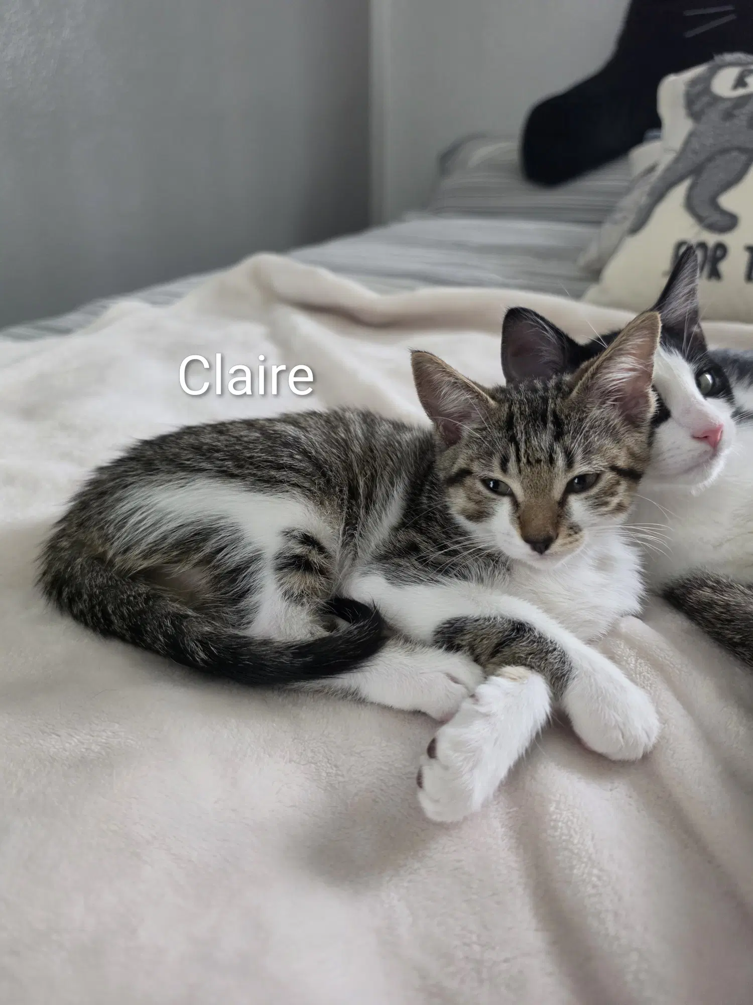 Claire - Domestic Short Hair
