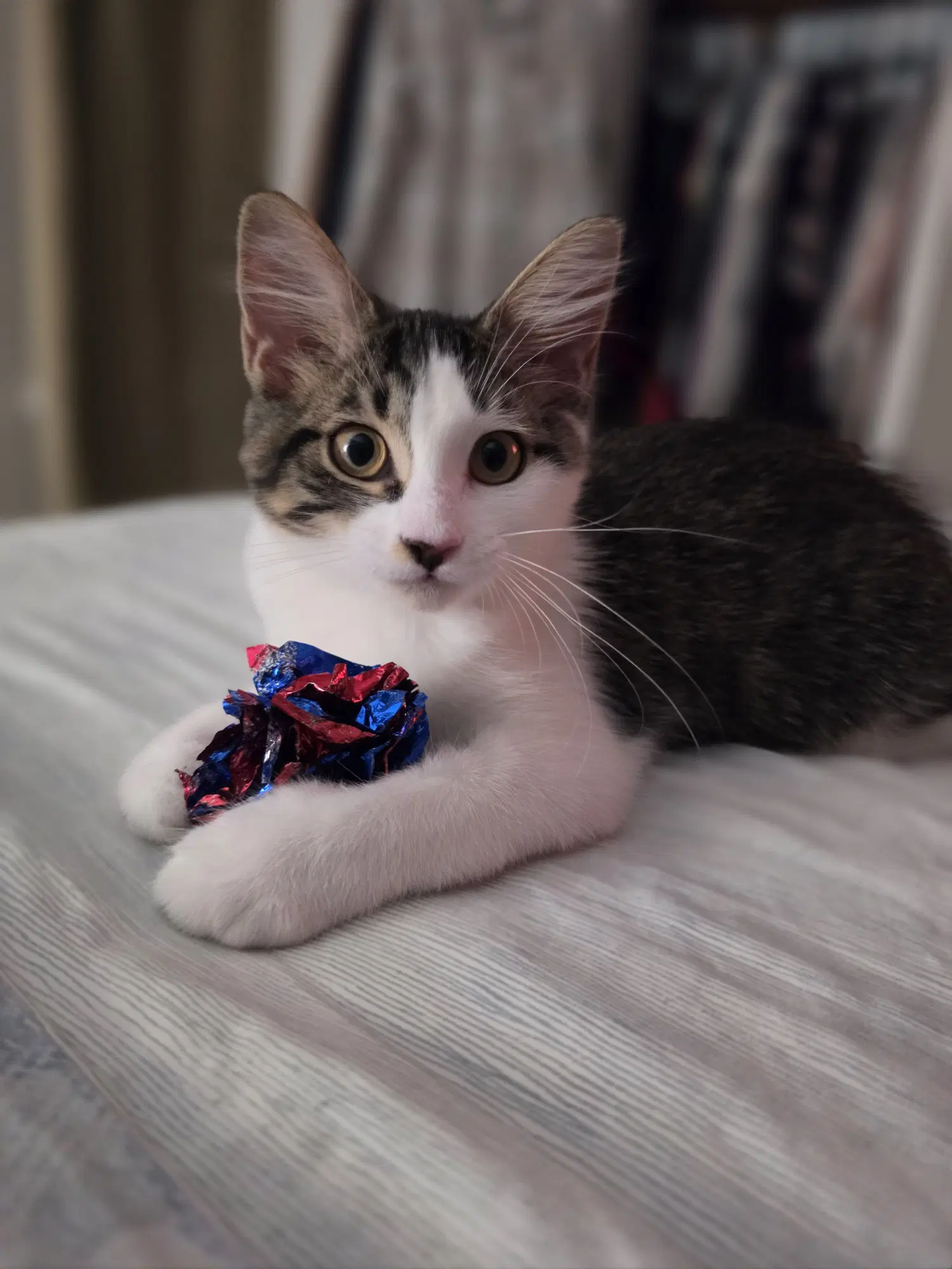 Miss Fluff - Domestic Short Hair
