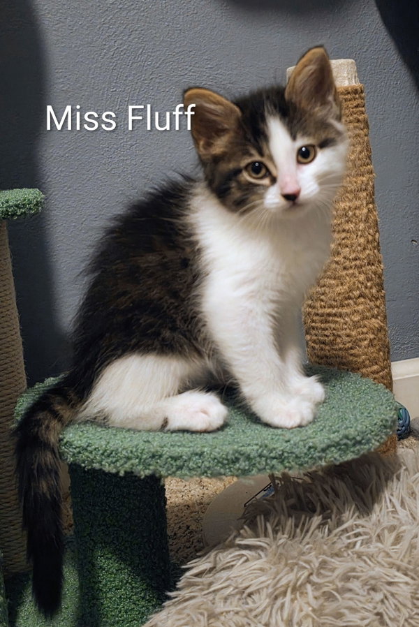 Miss Fluff