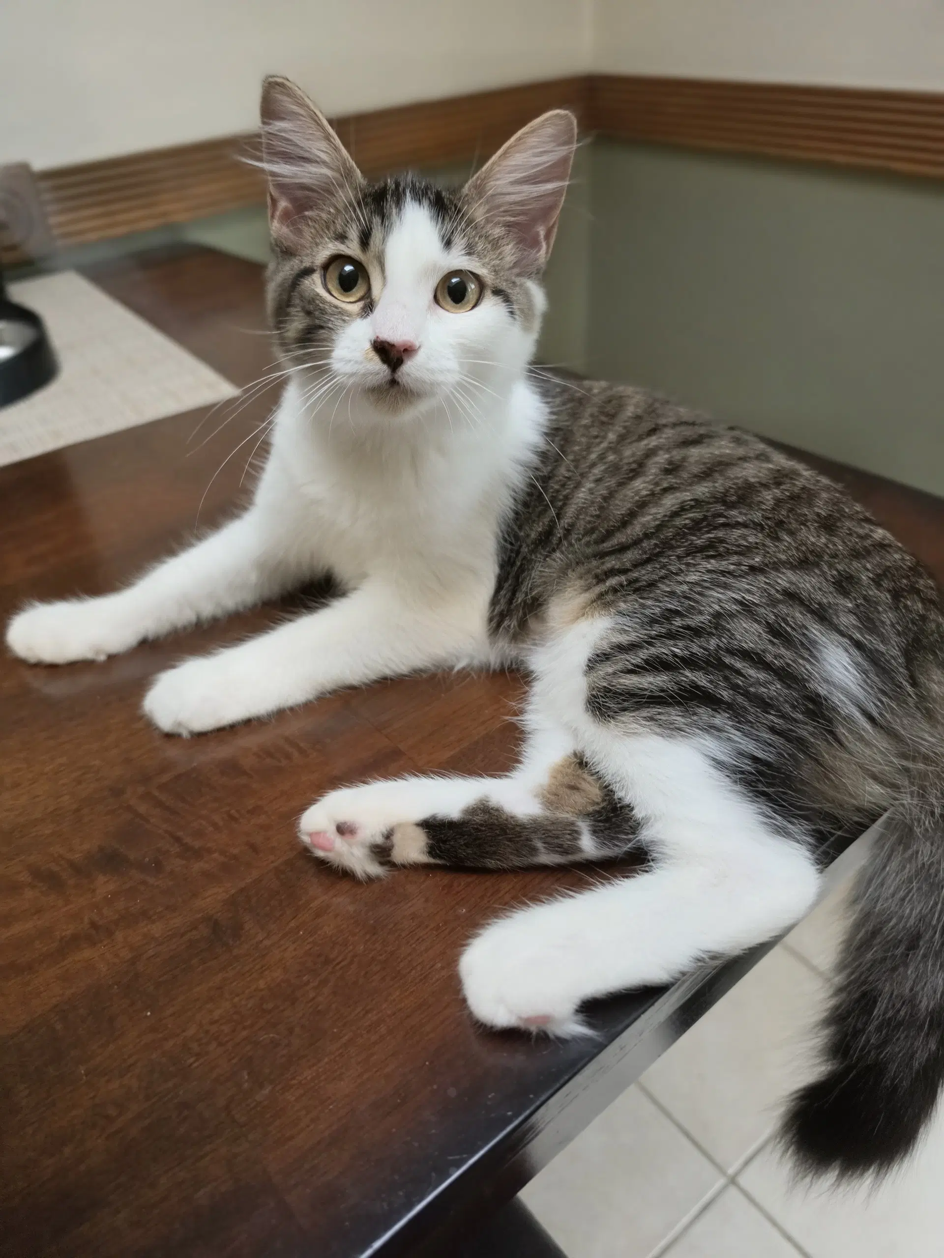Miss Fluff image 2