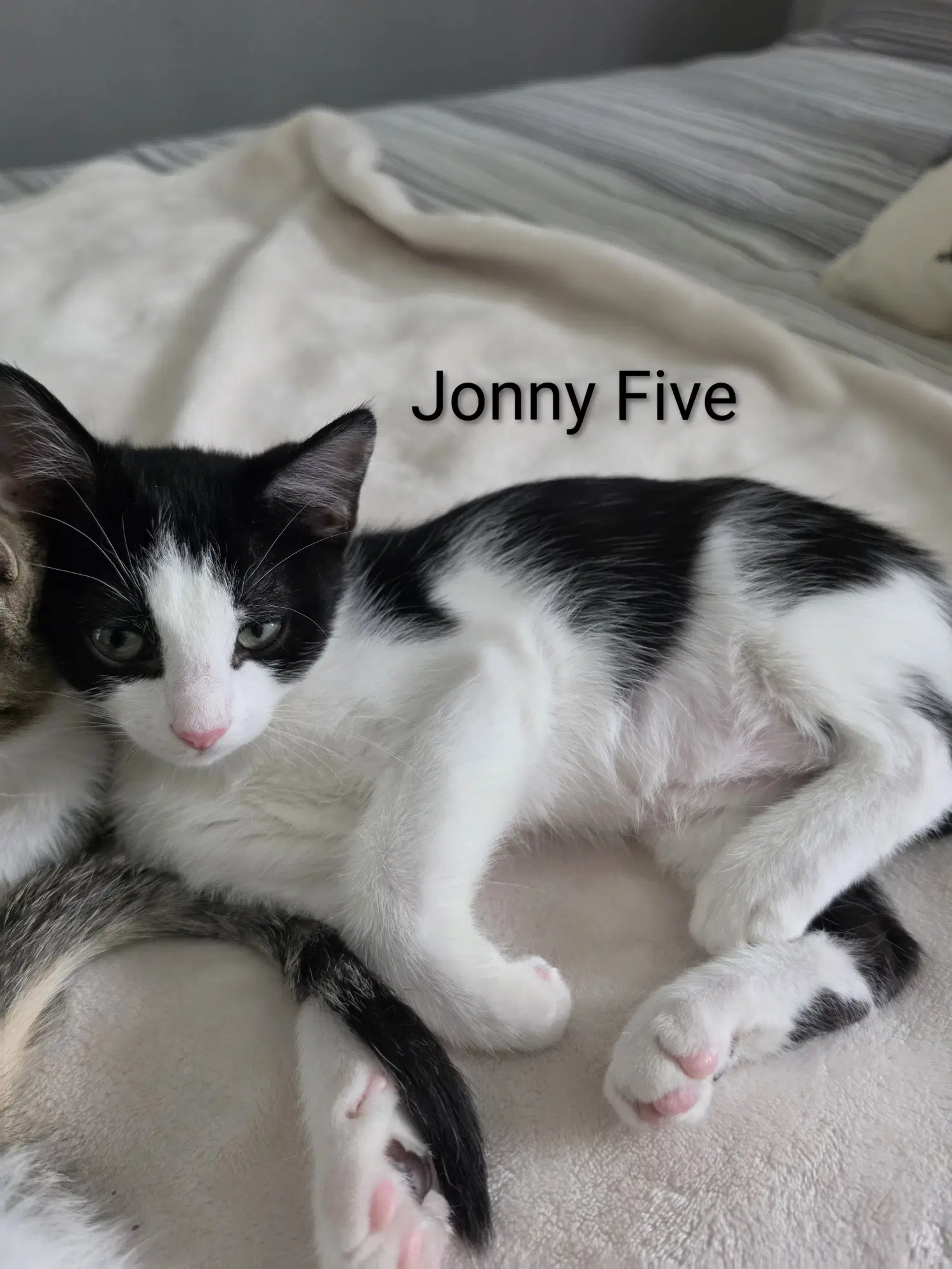 Jonny Five - Domestic Short Hair