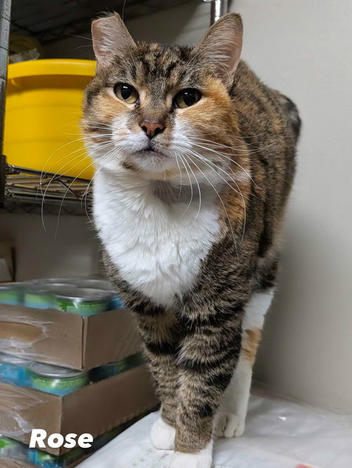 ROSE - Domestic Short Hair available for adoption