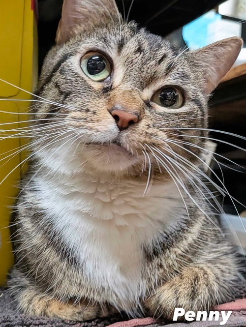 PENNY - Domestic Short Hair available for adoption