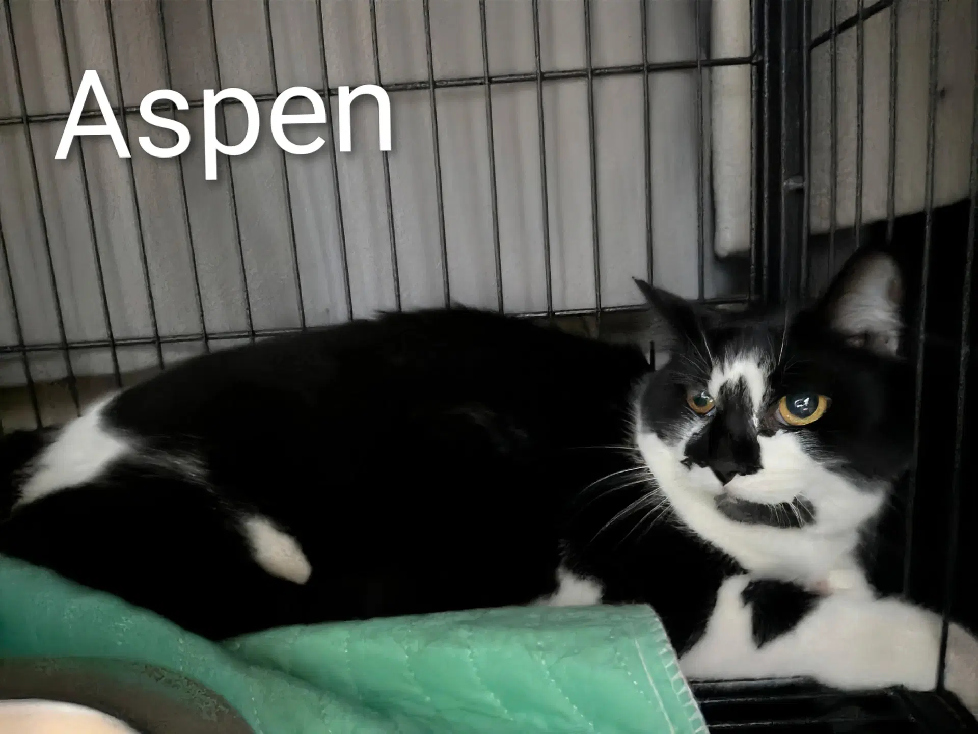 Aspen - Domestic Short Hair