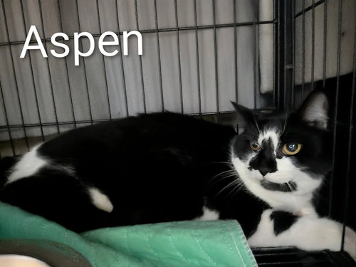 ASPEN - Domestic Short Hair available for adoption