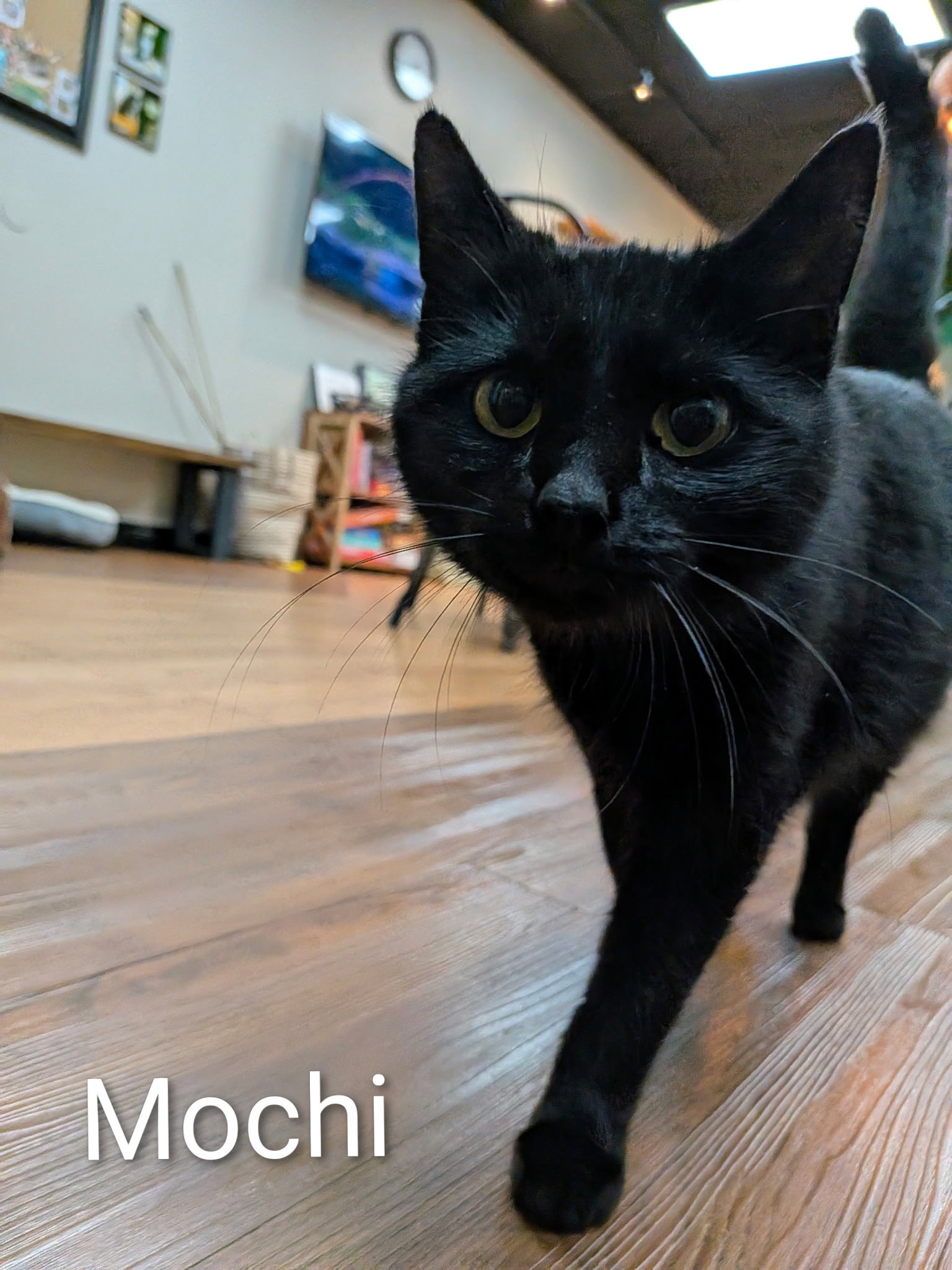 Mochi Image