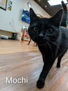Mochi - Photo 1