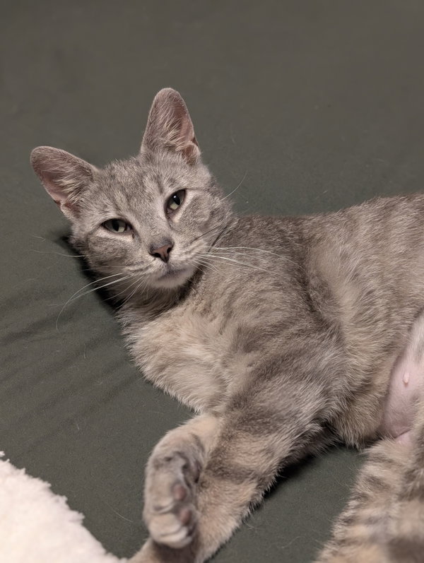 Meredith