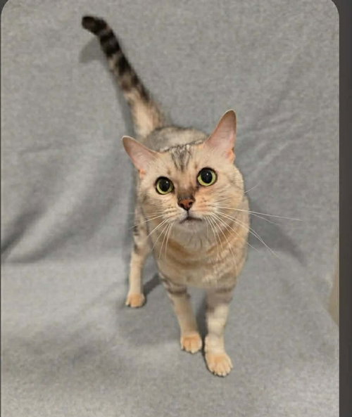 Queen Sophia, an adoptable Bengal in Lake Saint Louis, MO