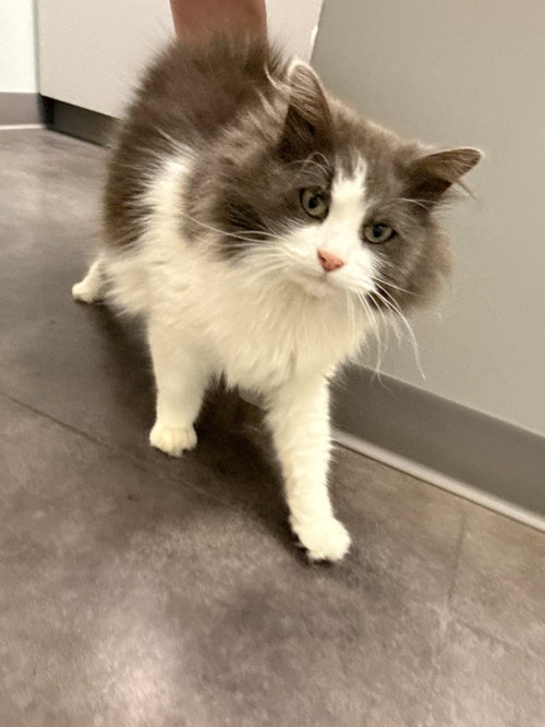 Sploot, Adult Ragdoll (long coat), cat for adoption in St. Peters, Missouri