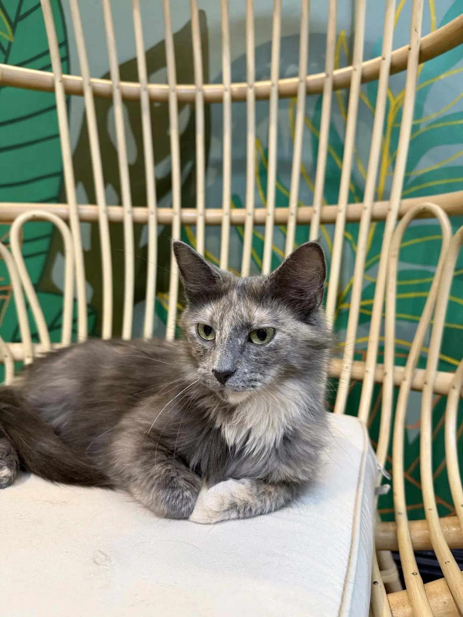 Galaxy - Domestic Medium Hair