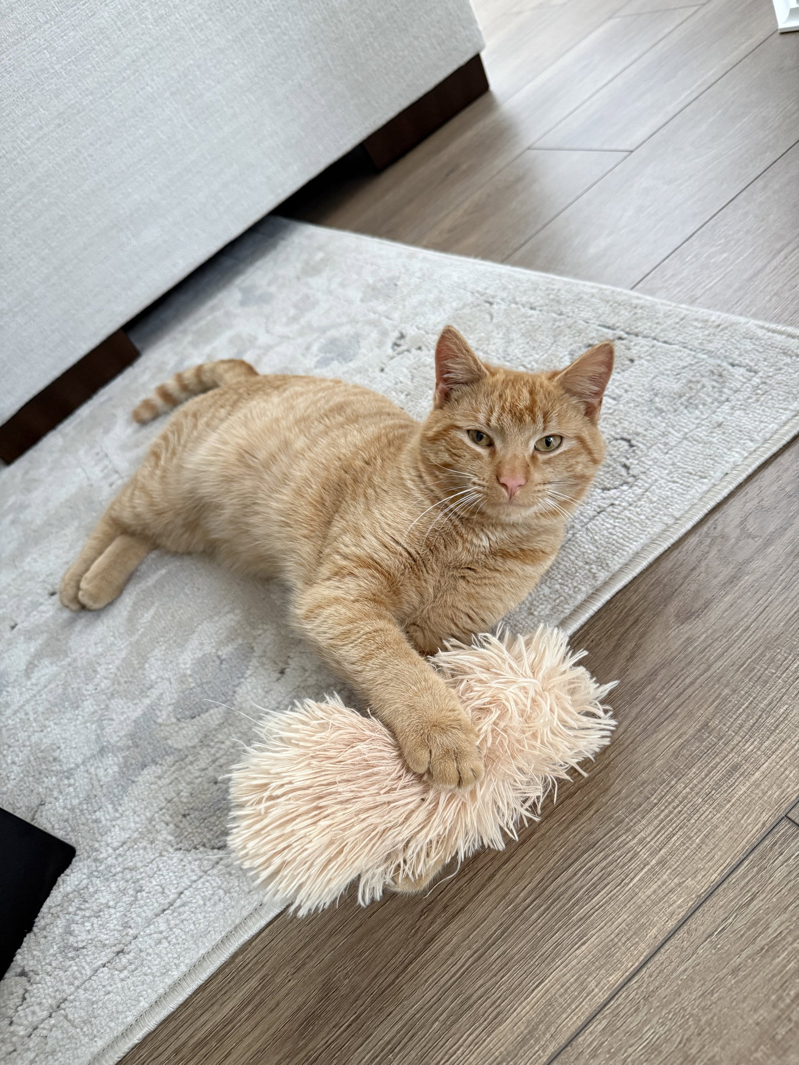 Ginger