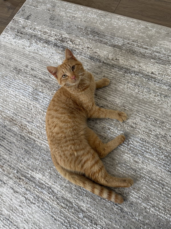 Ginger
