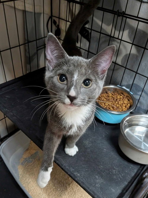 picture of the cat needing adoption