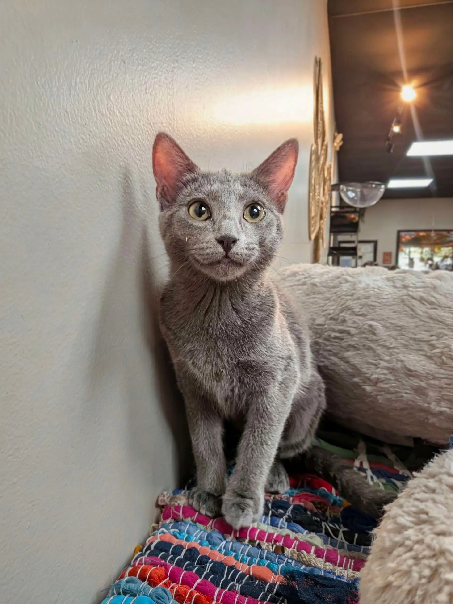 Iris - Domestic Short Hair