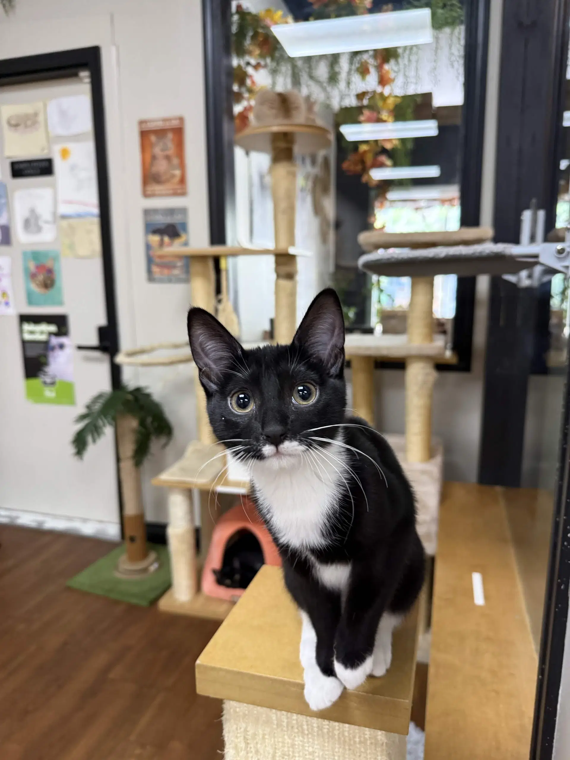Blue Bell - Domestic Short Hair