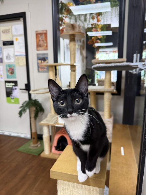 picture of the cat needing adoption