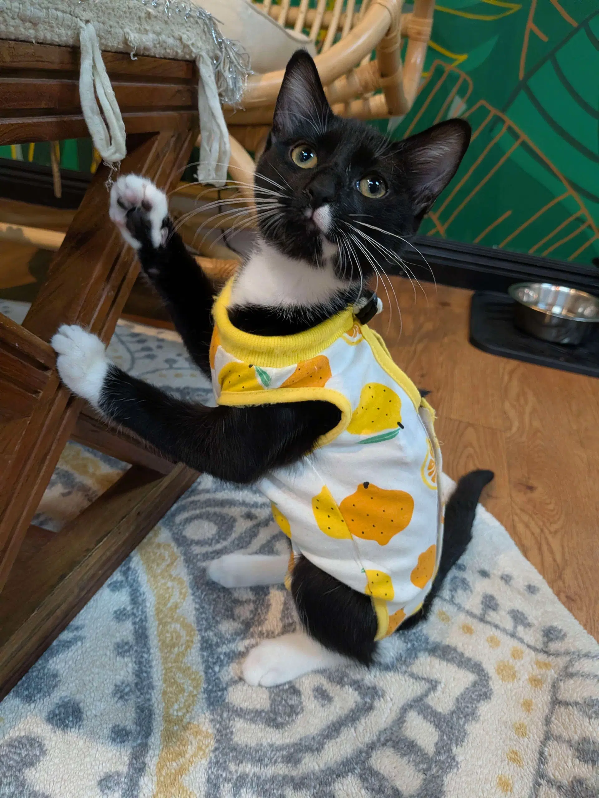 Aster - Domestic Short Hair