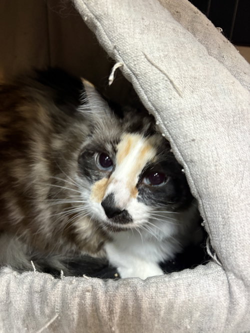 Bella