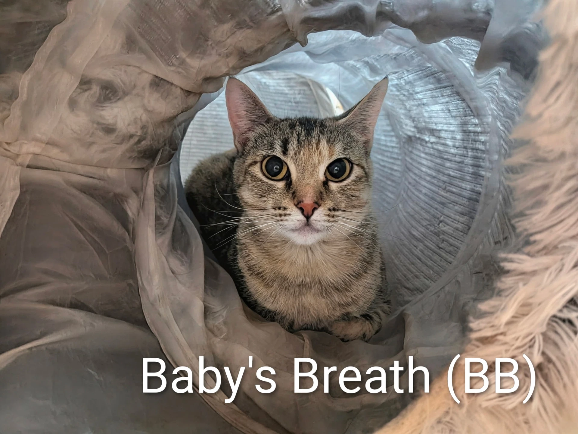Baby's Breath