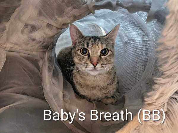 Baby's Breath
